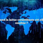 Question : Quand la laitue croustillante est-elle prête à être récoltée ?
